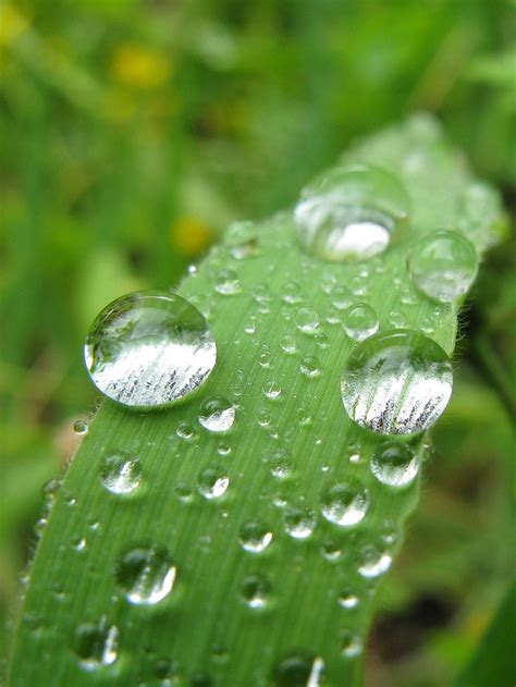 Macro Photography Water Drops Rain Photo 37182261 Fanpop
