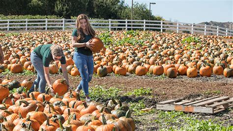 All New Pumpkin Fest Preview Night Features Beer Wine Food Tasting