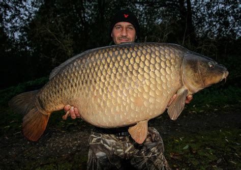 50lb Common Carp From Bluebell Lakes — Angling Times