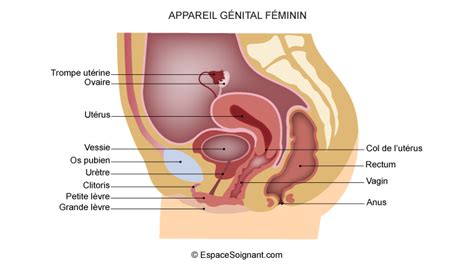 Système Génital Féminin Anatomie Ue 22 Cycles De La Vie Et