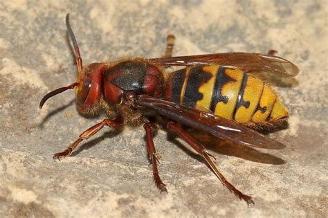 De ene hoornaar is de andere niet. Hoornaar