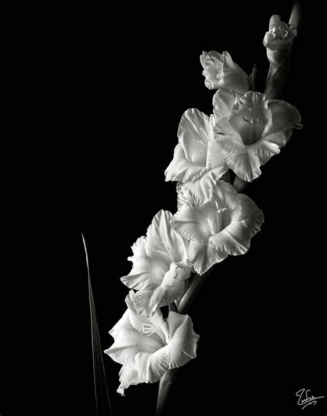 Gladiolas In Black And White Photograph By Endre Balogh