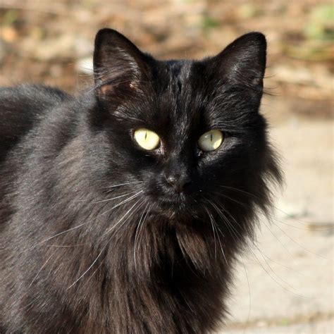 Top 98 Wallpaper Long Haired Black Cat Breeds With Yellow Eyes Updated
