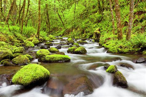 Gorton Creek Through Lush Rainforest Photograph By Sara Winter Pixels