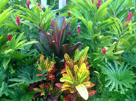 Tropical Garden Inspiration Dwarf Red Ginger Cordyline Ti Plant