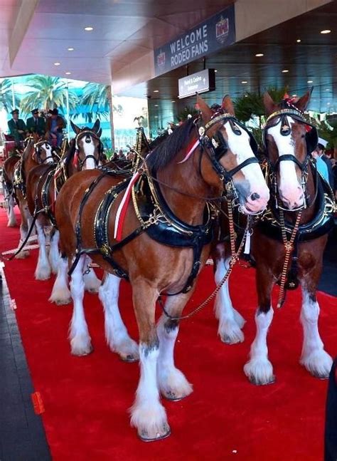 Iconic Budweiser Clydesdales Walk The Red Carpet At Mgm Grand In Las