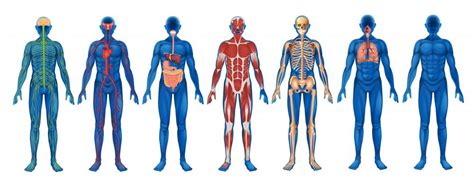 What Are The Different Types Of Organs In The Human Body