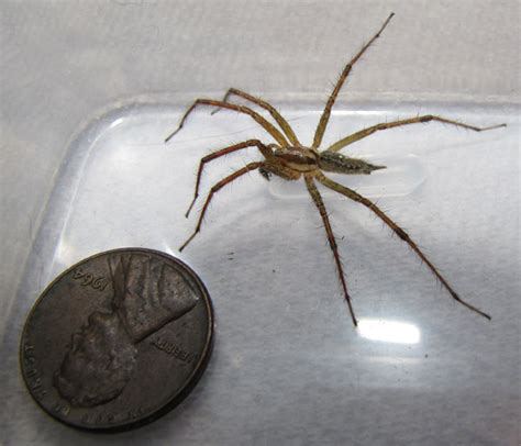 Male Grass Spider Agelenopsis Spiders In Sutton Massachusetts