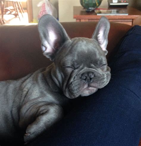 List 92 Pictures French Bulldog Puppy Red Eyes When Tired Sharp 102023