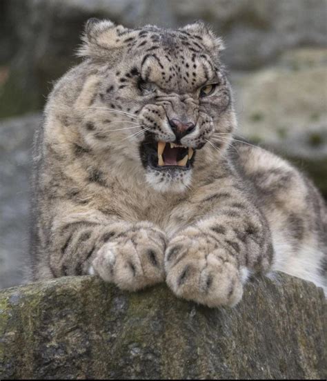 This One Eyed Snow Leopard Rnatureismetal