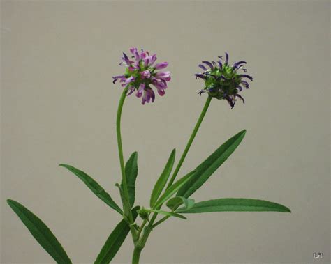 Trifolium Spp African Annual Tropical Forages