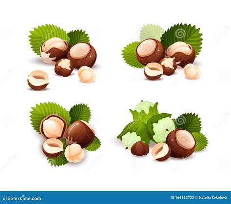 Hazel Nut Compositions Set Food Vector Isolated Stock Vector