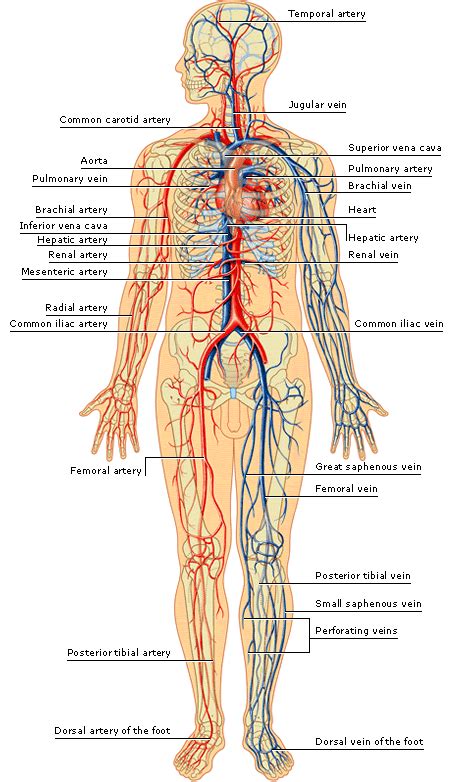 The spare blood vessels that immediately comes to mind are the gold standards for vascular surgeries: Pin on Identification