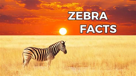 Zebra Facts The Ultimate Guide To Understanding These Fascinating