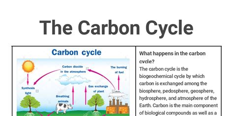 The Carbon Cycle Infogram