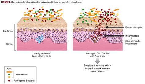 Microbiome The Future Of Skincare Pupesosweet