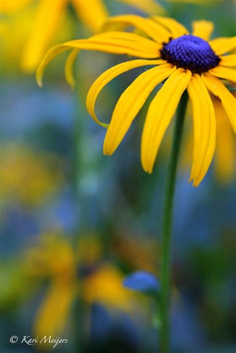 This versatile combination can be planted in garden beds, wildflower meadows, and anywhere in between for years of easy color. blue eyed susan! | Heja Sverige | Pinterest