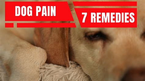 Dog In Pain 7 Effective Home Remedies Veterinary Secrets Blog With