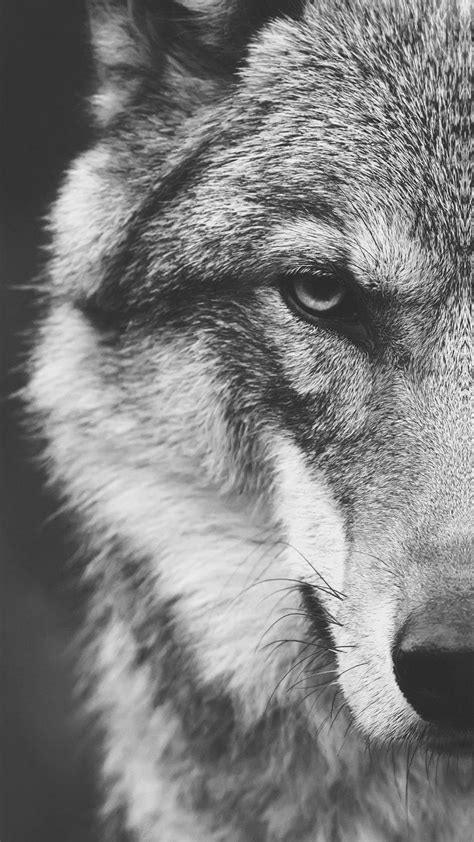 Phone Wolf Face Wallpapers Wallpaper Cave