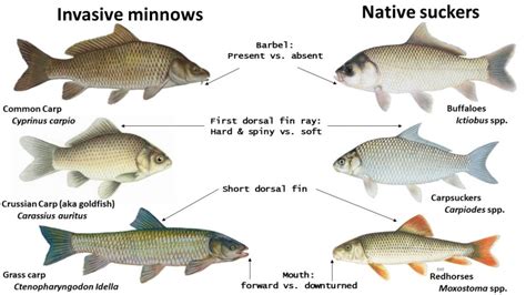 20 Types Of Carp Size Taste Range Breeding Ecology More Seafish