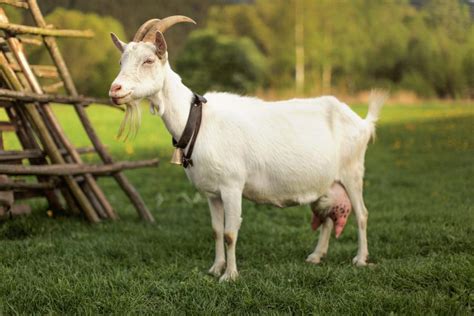 Goat Breeds Facts Types And Pictures