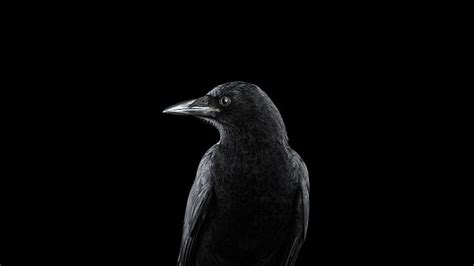 Hd Wallpaper Black Raven With Smoke Artwork Bird Flying Black White