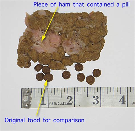 If your feline fellow throws out undigested food, or partially digested food along with other gut contents (e.g. Some cats don't chew dry cat food pellets