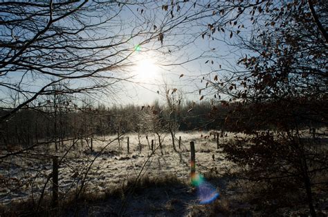 3840x2543 Aarhus Cold Denmark Forest Freezing North Sun Trees