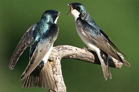 Tree Swallow Attracting Birds Birds And Blooms Tree Swallow
