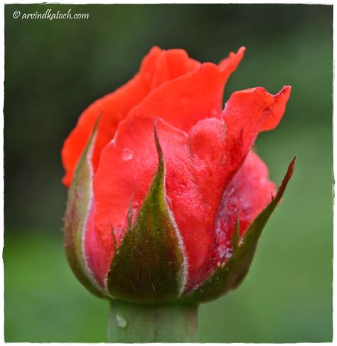 Arvind Katoch Photography Flower