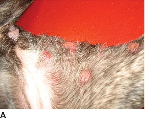 What Does A Mast Cell Tumor Look Like On A Dog