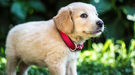 Easy 3 step process to get your puppy. 5 Best Golden Retriever Breeders in Florida - DogBlend