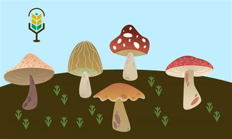 Todo Lo Que Necesitas Saber Sobre El Reino Fungi