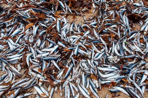 Mystery As Tens Of Thousands Of Fish Wash Up Dead On Uk Beach For The