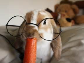 Cuteness Overload Bunnies With Glasses Gallery 10 Photos Hop To Pop