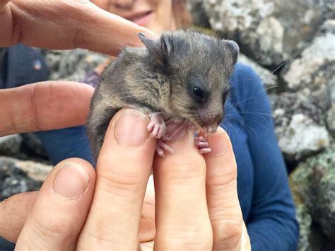 Sniffer Dogs Helping Fight To Save Endangered Mountain Pygmy Possums