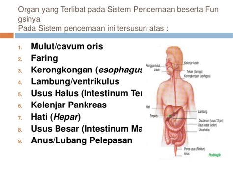 Anatomi Sistem Pencernaan Manusia
