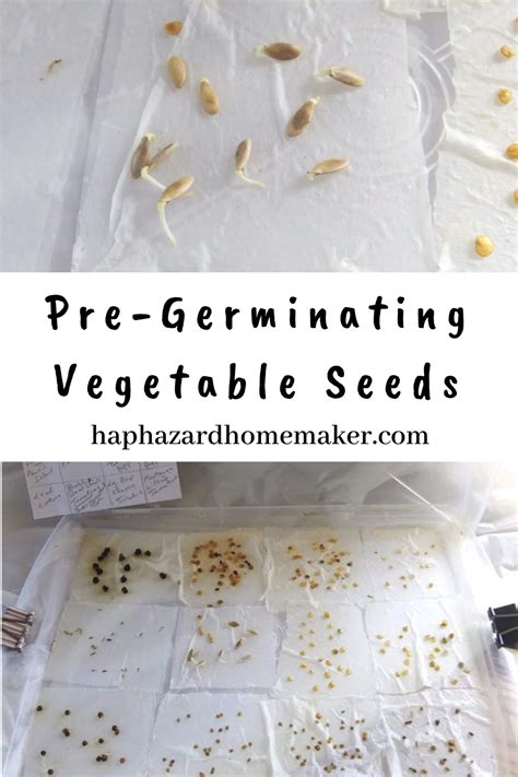 How To Pre Germinate Vegetable Seeds Vegetable Seed Seeds Vegetables