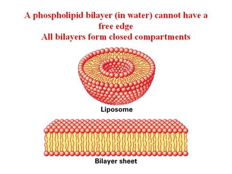 Capacity to accumulate and store charge and hence. The cell