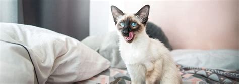 Balinese Cat Breed Facts And Personality Traits Hills Pet