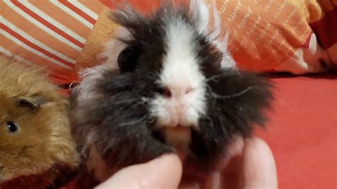 Minipli Meerschweinchen Minipli Guinea Pig Youtube