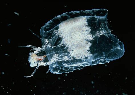 Phronima Sedentaria Amphipod Parasite Of A Salp Photograph By Sinclair