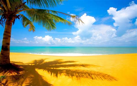 Palm Trees Beach Wallpapers Group 84