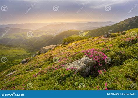 Spring Landscape In Mountains With Flower Of A Rhododendron Stock Photo