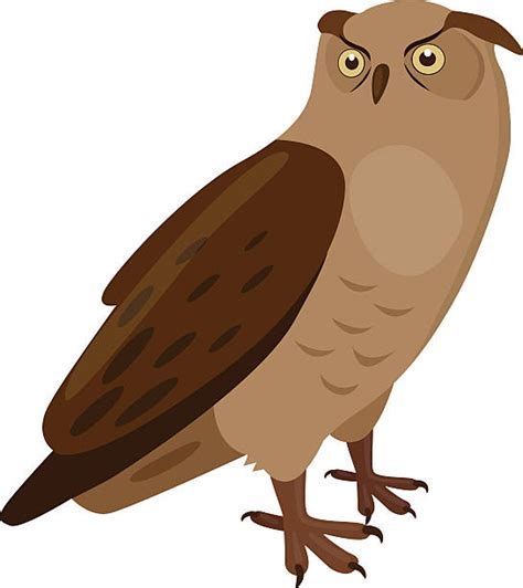 Burrowing Owl Illustrations Royalty Free Vector Graphics And Clip Art
