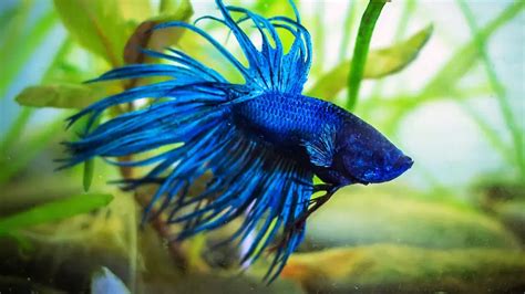 153 Blue Fish Names Best Girls And Boys Ideas For 2024