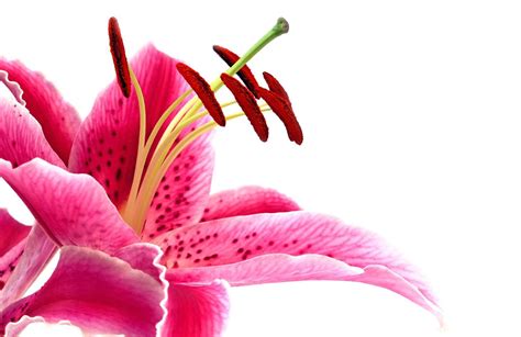 Pink And White Lilies Wallpapers Wallpaper Cave