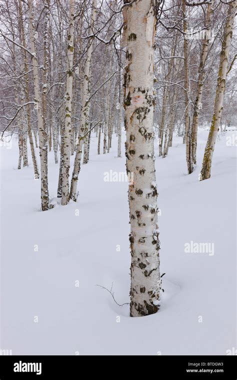 Snow Covered Birch Forest In Russian Jack Springs Park Anchorage