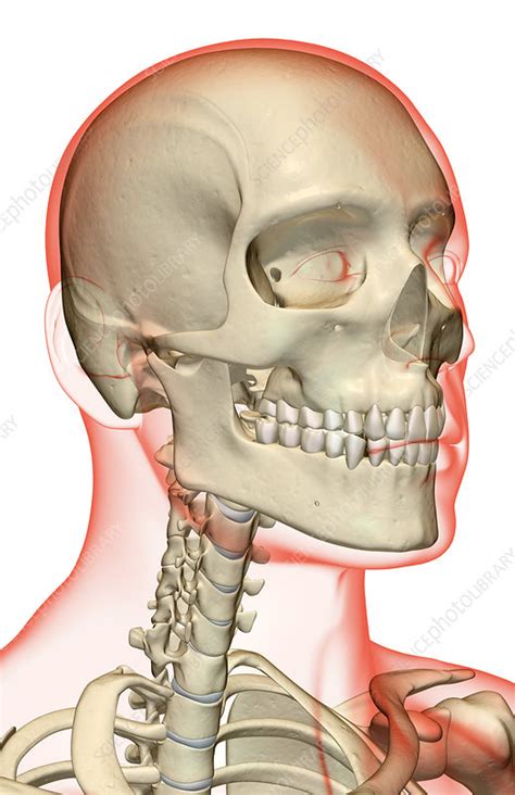 The head and the face together form the skull. 'The bones of the head, neck and face' - Stock Image ...