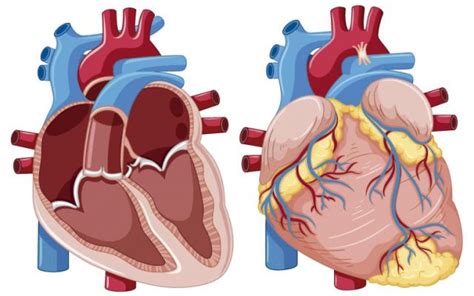 Sistema Cardiovascular ¿cómo Funciona Bupa